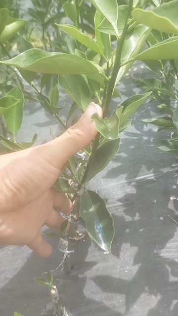 荔浦市沙糖桔苗，脆蜜金桔苗，沃柑苗
