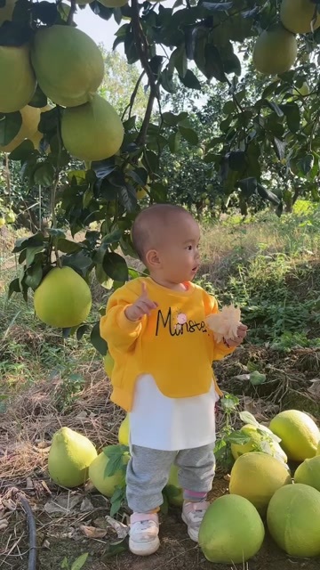 江永县永州江永香柚