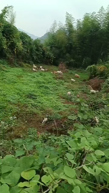 龙山县湘西纯放养山羊