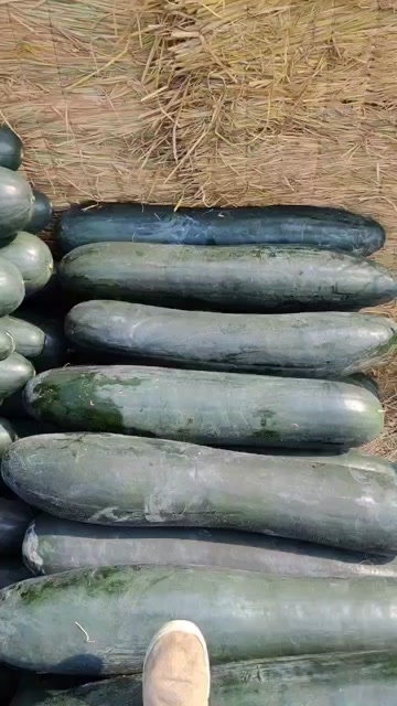 马山县黑皮冬瓜