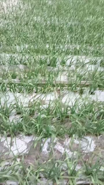 兴平市红根蒜苗