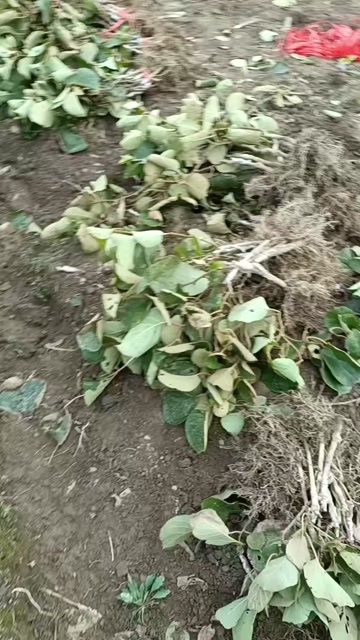 永顺县徐香猕猴桃苗