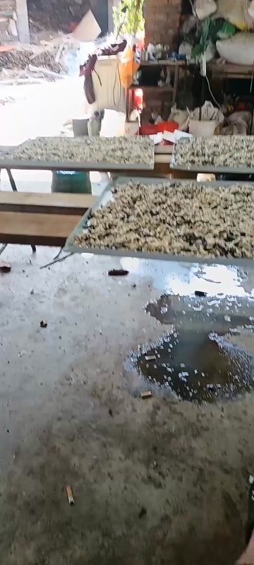 筠连县蜂蛹三四占多数，价格便宜