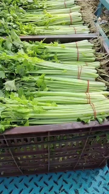 怀远县香芹