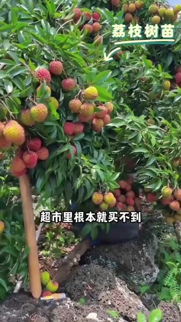 灵山县冰荔苗 无核荔枝 桂味荔枝 口感香甜 嫁接苗 广西包邮发货