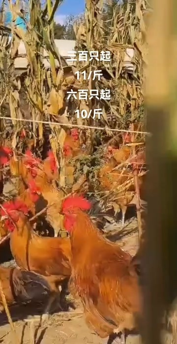 草公鸡青腿红毛场重4斤半