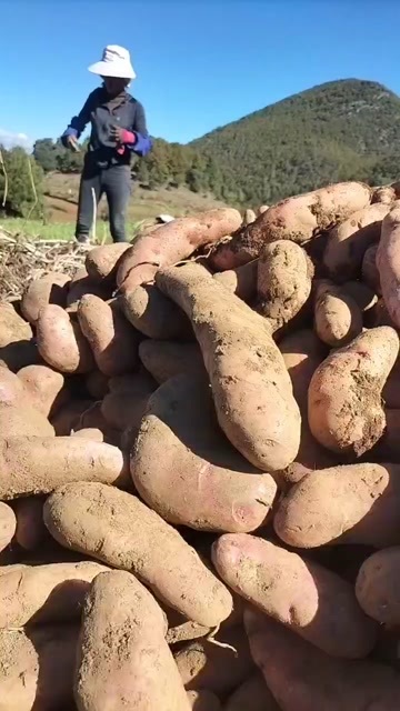 剑川县剑川五花洋芋