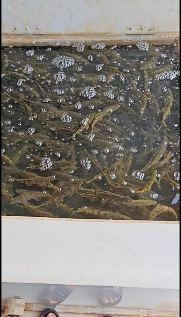 安远县有大量成品石斑鱼 价格随行就市