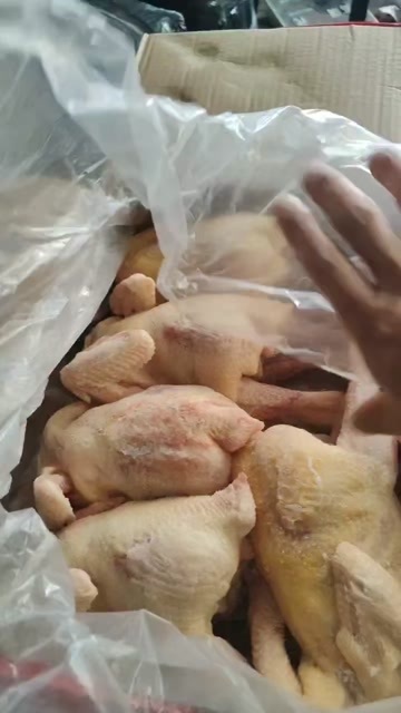 临沂老母鸡实拍