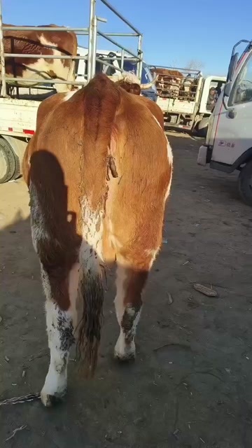 张北县牛