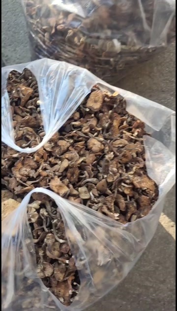 鸡西黑龙江新鲜榛蘑 优质蔬菜菌类 快速发货