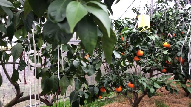 象山县象山红美人柑橘桔子新鲜爱媛28号礼盒10个装采购款