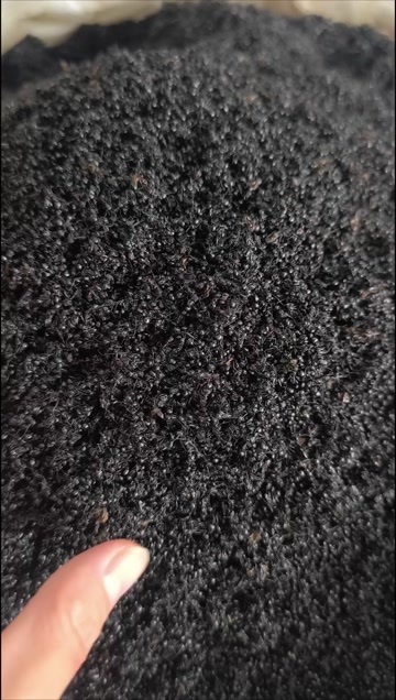 黑蚂蚁 黑蚂蚁 干净 拟黑多刺黑蚂蚁 地道中药黑蚂蚁