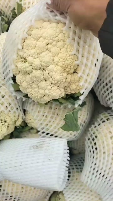 邯郸白花菜花