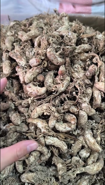 金蝉花  蝉花 新货金蝉花 规格齐全 闪电发货 量大从优
