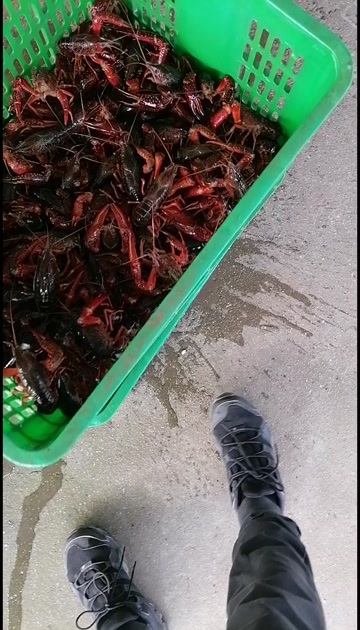 潜江市潜江清水小龙虾