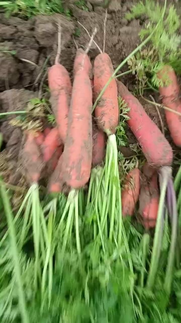 西华县河南西华新鲜优质小燕顶胡萝卜批发直销