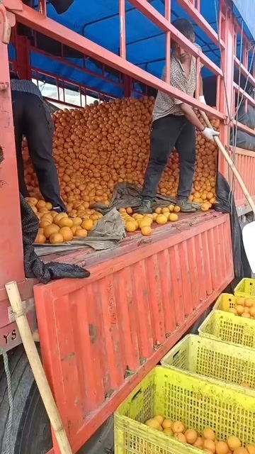 阳山县二红皮