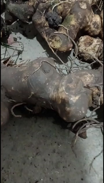 盐津县黄精