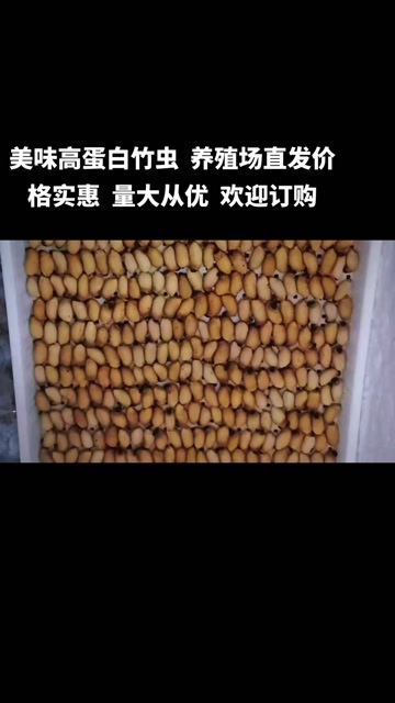 浦北县新鲜熟冻美味高蛋白笋蛹