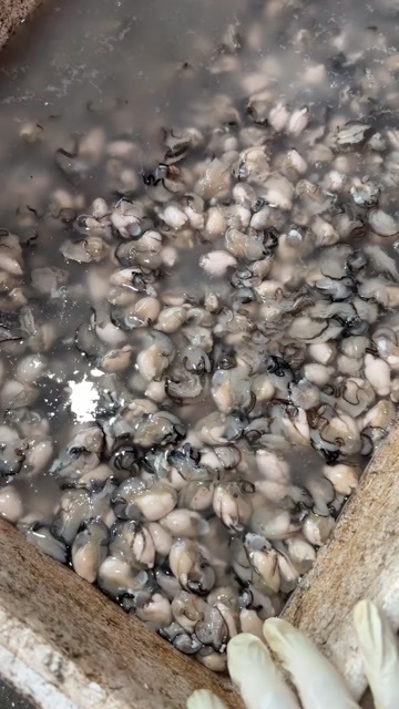漳浦县海蛎肉 蚝肉 生鲜 天然海产品剥壳净肉原汁原味 当天开当天送
