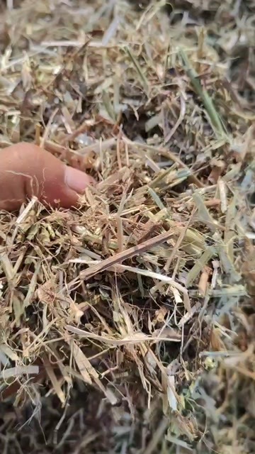 平舆县袋装柔丝花生秧，过筛除尘，无土，无膜。