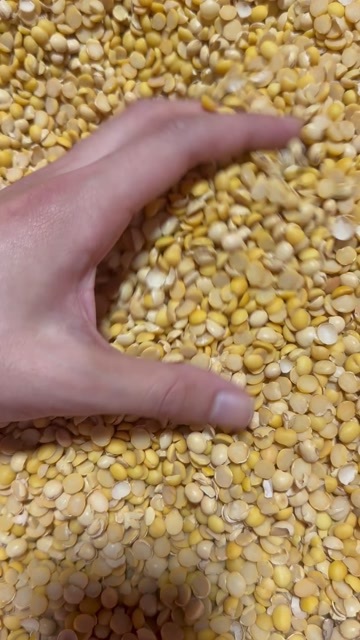 长沙碎黄豆下脚料