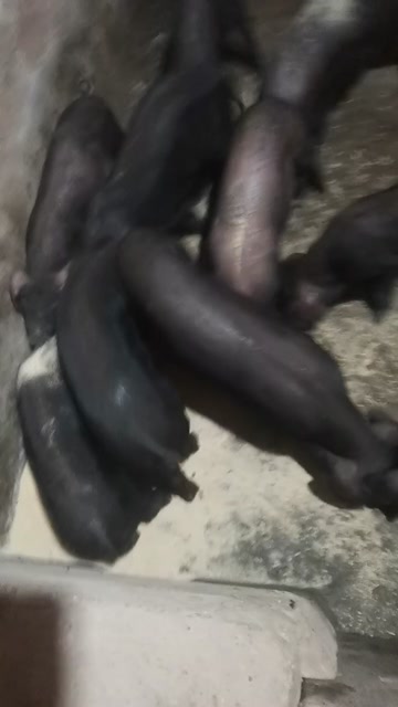 生态黑猪，育肥猪苗规格齐全，送货上门