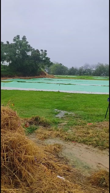 博罗县大叶油草