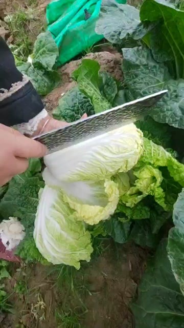 柘城县黄心娃娃菜
