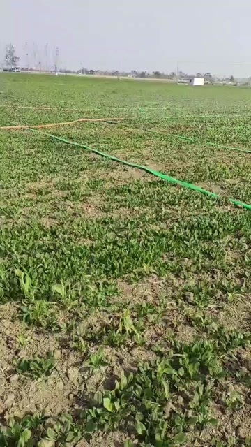 商水县菠菜