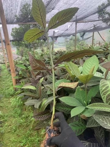 东兴市走马胎苗大叶紫金牛血枫山鼠山猪药走马胎叶新鲜走马胎