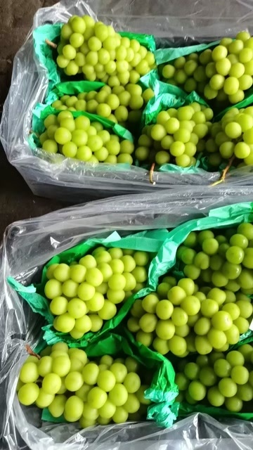 永城市【推荐】直发新鲜阳光玫瑰葡萄甜香脆爽，产地直发质量保障！