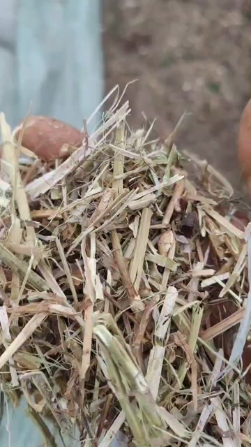 平舆县花生秧草段