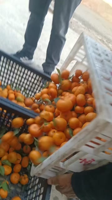 南丰县江西南丰密桔，蜜广己大量上市了价格实惠密桔皮溥汁多蜜广纯甜。