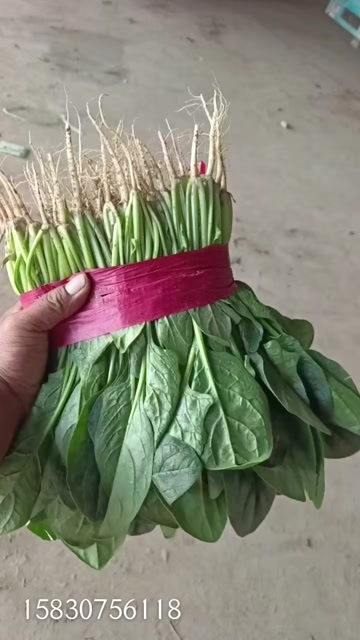 邯郸菠菜