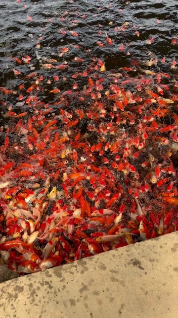 沭阳县红白大正昭和锦鲤冷水观赏鱼芥子白写菲写鱼塘公园别墅鱼池