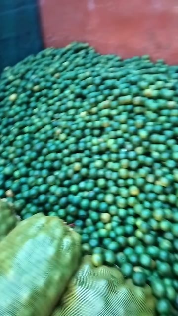 各种橘子