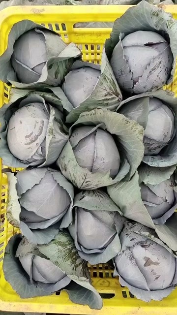 邯郸紫包菜，紫甘蓝
