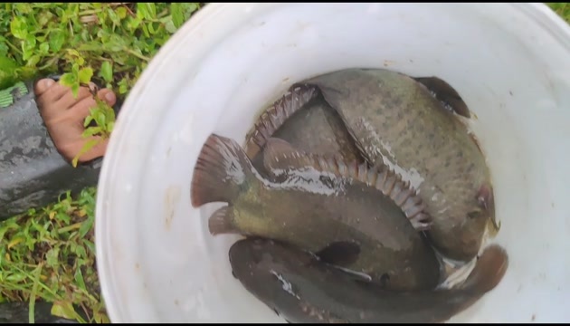 攀鲈鱼