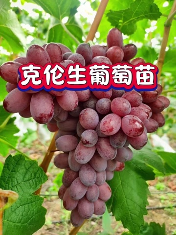 昌黎县克伦生葡萄苗嫁接苗扦插苗