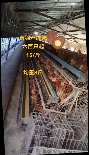 黄羽产绿壳蛋鸡340天均重3斤