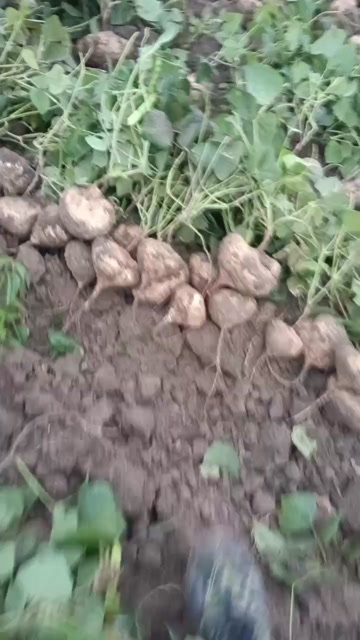 天门市地瓜 凉薯 脆甜 量大 价格优惠