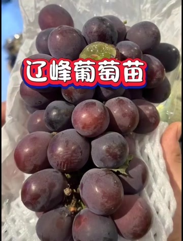 辽峰葡萄苗，保纯度质量，基地直发，顺丰包邮，假一赔十。