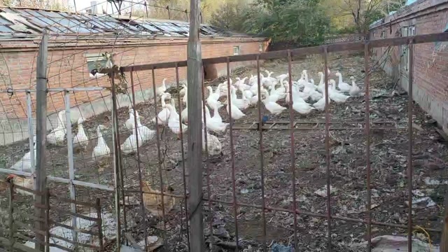 齐齐哈尔东北农村散养大鹅