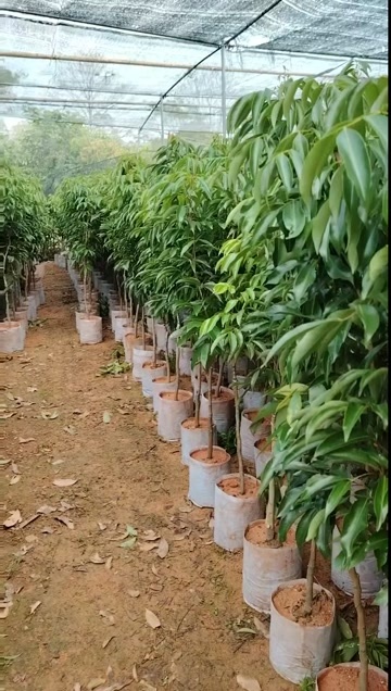 灵山县桂味荔枝苗