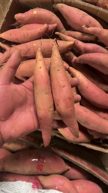 烟台山东烟威地区烟薯25大量库存货