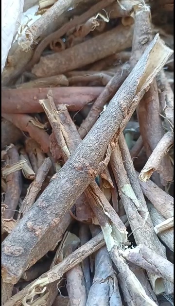 五加皮/精选好货/批发兼零售,量大可商议,全国包邮