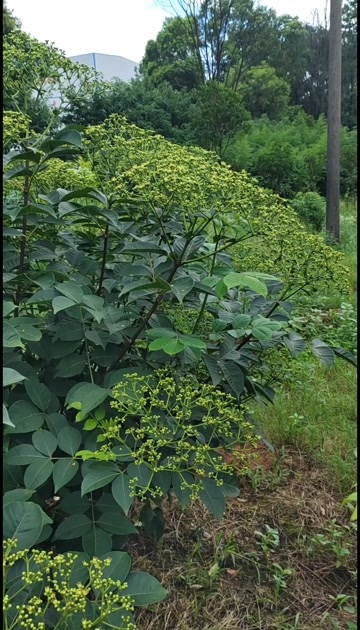 樟树市江西中花吴茱萸种苗