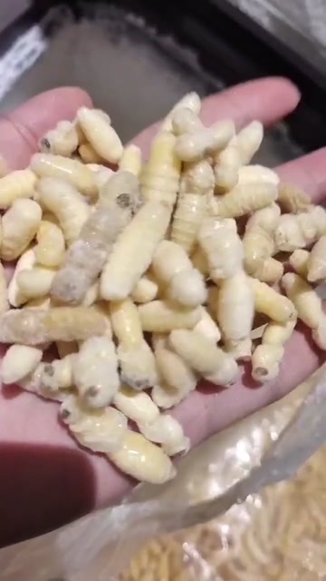 筠连县树蜂一二级，价格便宜